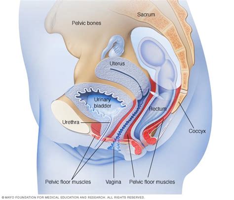 Urinary incontinence Disease Reference Guide - Drugs.com