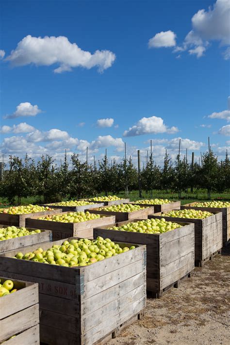 Michigan apple orchards