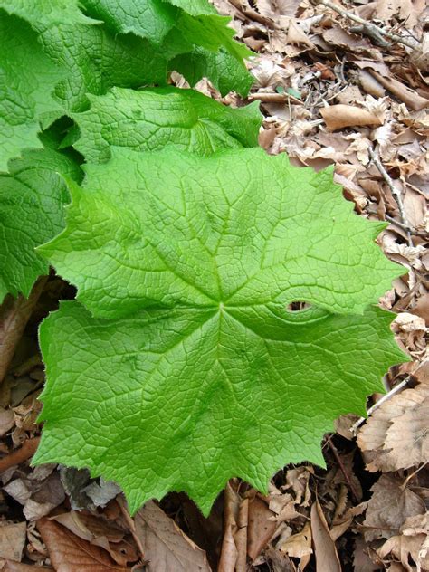 Diphylleia grayi F. Schmidt