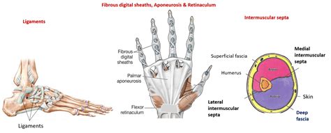 Fascia - Superficial and Deep - Modifications of deep facia, bursa