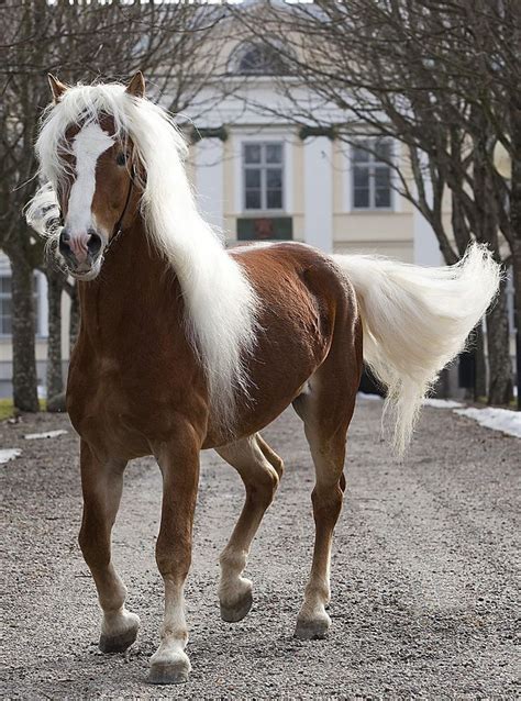 Haflinger Horse | Beautiful horses, Horse breeds, Horses