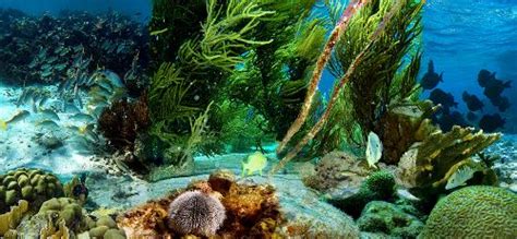 10 Facts about Aquatic Biomes | Fact File