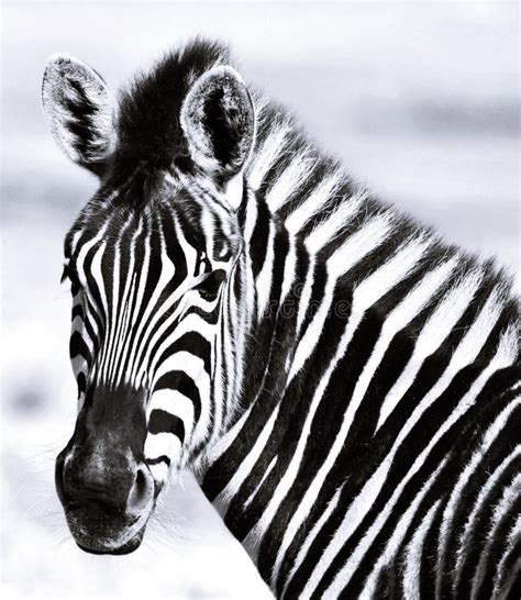 Zebra close up stock image. Image of white, zebra, black - 135234711