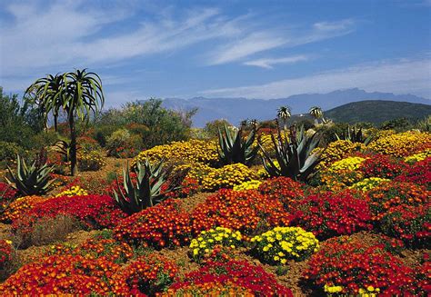 Worcester Karoo flowers - South Africa | Worcester Karoo Gar… | Flickr