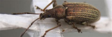 How to Get Rid of Granary Weevils in 4 Easy Steps | DIY Granary Weevil Control Products ...