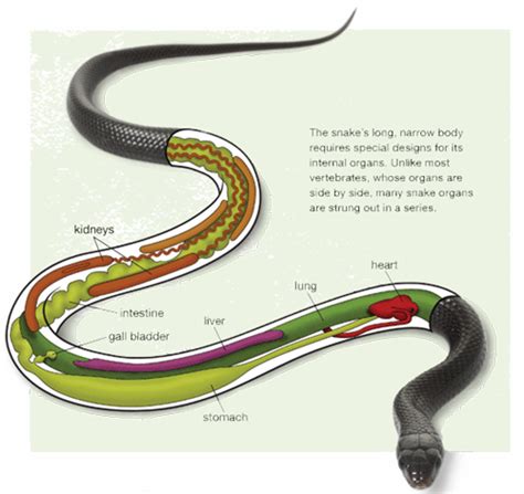 Muscular System - Rattlesnakes