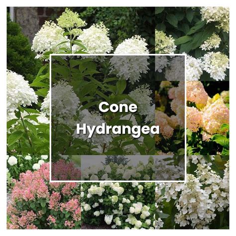 How to Grow Cone Hydrangea - Plant Care & Tips | NorwichGardener