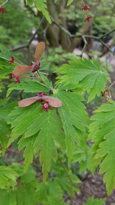 Acer japonicum - Trees and Shrubs Online