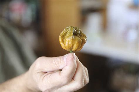 El pimiento más picante del mundo, Pepper X, es tres veces más picante que su predecesor: NPR