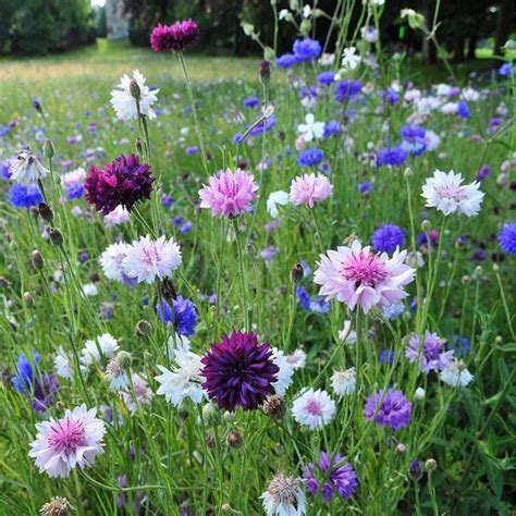 Cornflower (Mixed Color) - Bachelor Button Seeds – Seeds Connect