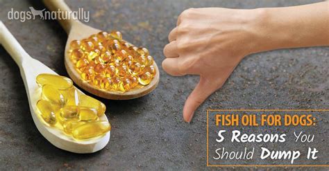 Fish Oil For Dogs: Safe Or Not?