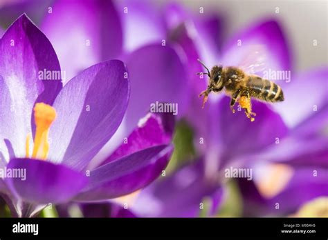 Honey bee uk hi-res stock photography and images - Alamy