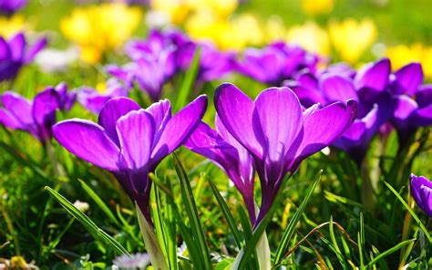 Crocus flowers Crocus tommasinianus snow crocus in bloom purple ...