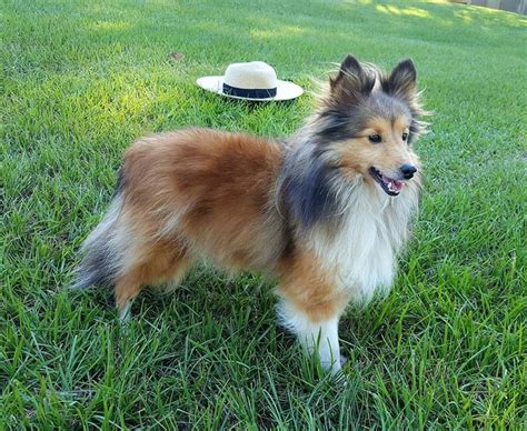 4 Photos Toy Shelties And View - Alqu Blog