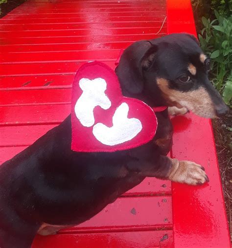 Beanie Baby dog costume dog tag TY Halloween costume dog cat | Etsy