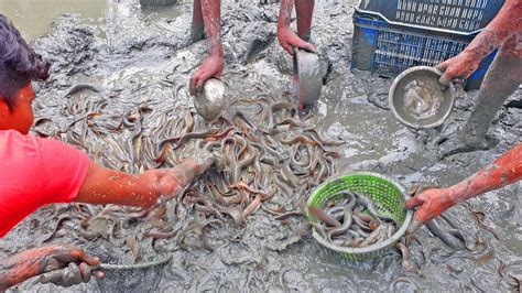 Best Mud Water catfish fishing by hand | Catfish harvesting from fish muddy pond - YouTube