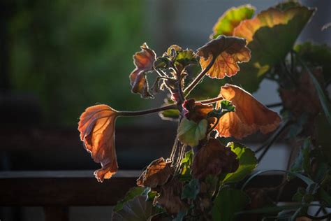 Sunset, social distancing front porch begonia bokeh | Flickr