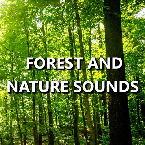 Forest and Nature Sounds | Spotify