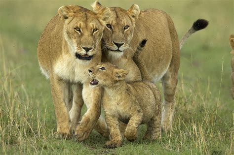 WILD LIFE: African Animals - African Lions