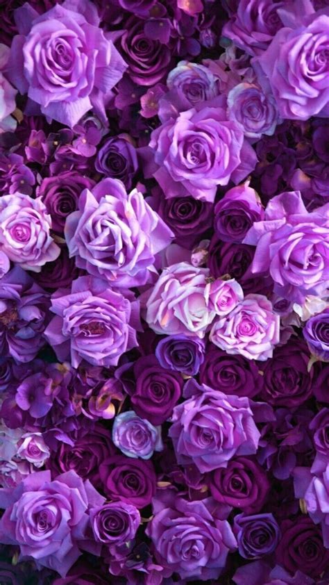 Purple Rose Aesthetic Wallpapers on WallpaperDog