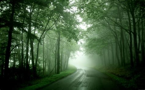 Misty Forest Road Wallpapers - Wallpaper Cave