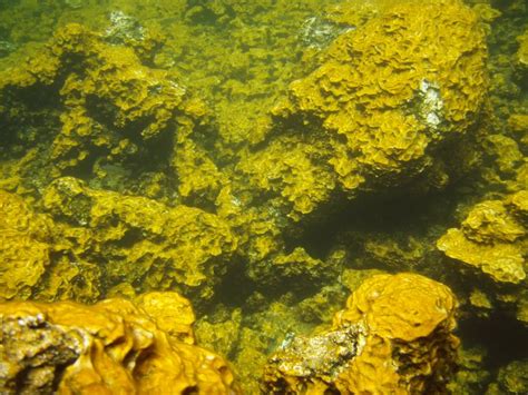 Underwater View of Golden Algae at Ke-awa-iki Golden Ponds: Photo by ...