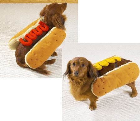 Weiner dog | Dog halloween costumes, Dog costume, Hotdog costume