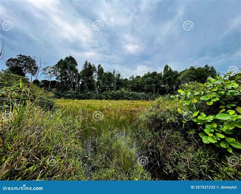 Freshwater Marsh Near Clementi Forest Stock Photo - Image of wild, area: 257521232