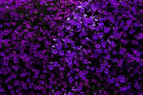 Comparing Violet, Indigo, and Purple: Understanding the Distinctions ...