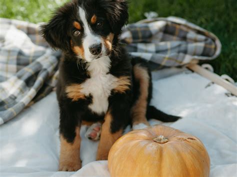 18 Dog Breed Pumpkin-Carving Templates to Use This Halloween