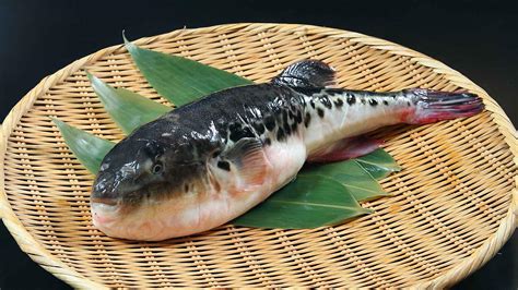 Eating Fugu: Japan’s Poisonous Pufferfish | byFood