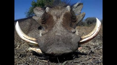 Warthog hunting in Namibia - YouTube