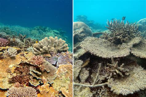 Great Barrier Reef Hit by Worst Coral Die-Off on Record, Scientists Say - The New York Times