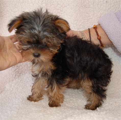 15 Pictures About yorkie poo full grown size - Pets Lovers