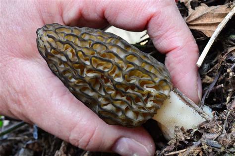 How Do I Identify a True Morel From a False Morel? - Mushroom Huntress