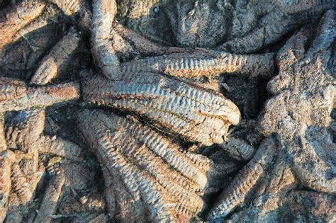 Arthrophycus alleghaniensis trace fossils (Clinch Formatio… | Flickr