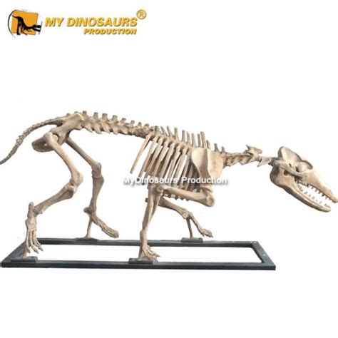 AS-055 How To Buy Pakicetus Skeleton from China | My Dinosaurs