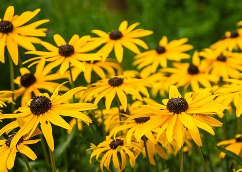 Black-Eyed Susan: A Growing Guide for Rudbeckia | Garden Design