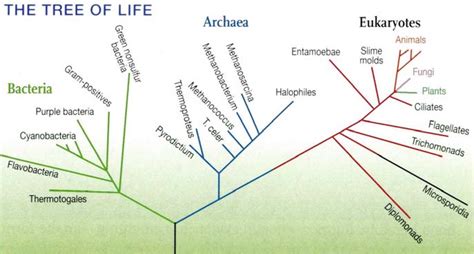 19 A phylogenetic tree of terrestrial life in three domains proposed by ...