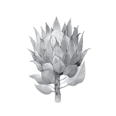 Protea Flower Tattoo