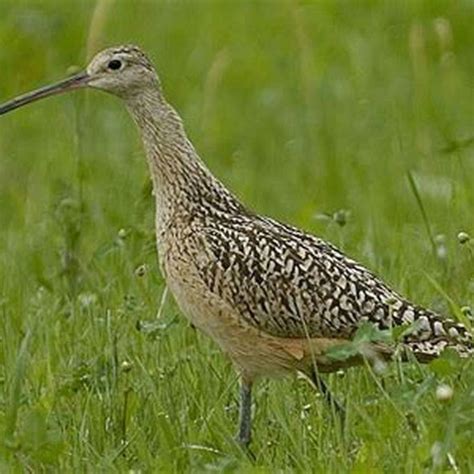 Where do curlew birds live? - DIY Seattle