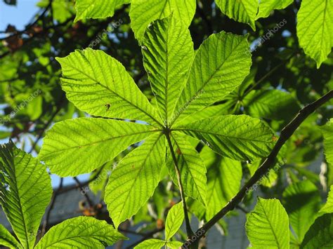 Chestnut-tree leaves — Stock Photo © modulor26 #1270182