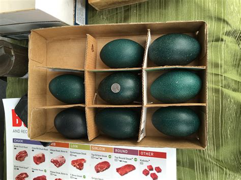 Giant Emu Eggs for Sale at Diablo Valley Farmers’ Market in Walnut Creek – Beyond the Creek