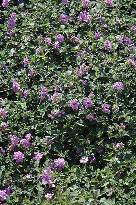 Purple Trailing Lantana (Lantana montevidensis) in Oklahoma City Edmond Norman Moore Oklahoma OK ...