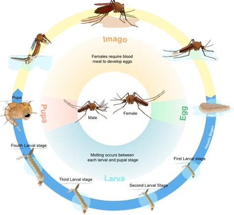 The Design of the Mosquito and Its Dangers | Answers in Genesis