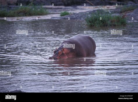 Hippopotamus in water Stock Photo - Alamy