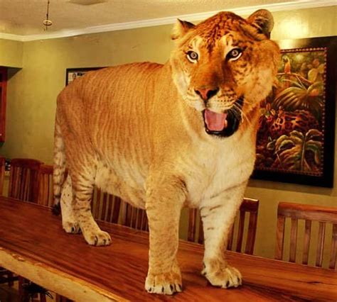 Liger Fact - Hercules is still the biggest liger in the world and at the record he weighed 922 ...