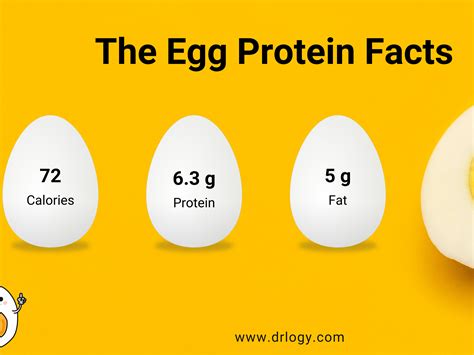 How Much Protein in an Egg