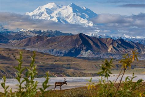 Denali Alaska Tour From Anchorage: Alaska Railroad, Kantishna, Flightsee