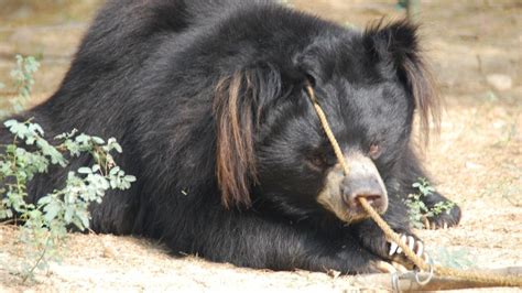 Indian Sloth Bear | International Animal Rescue